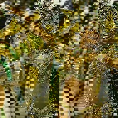 G.R.E.S. Império Serrano (RJ) photo 13