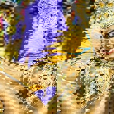 G.R.E.S Paraíso do Tuiuti