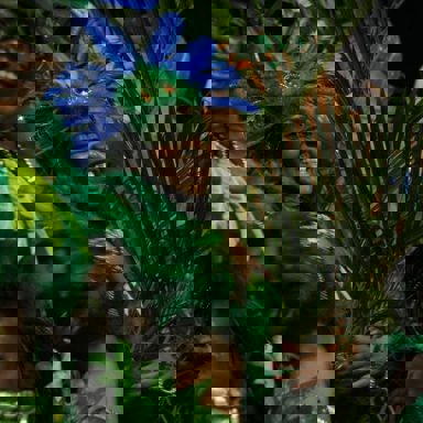 G.R.C.S. Império de Casa Verde (SP)