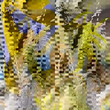 G.R.E.S. Unidos da Tijuca (RJ) photo 19