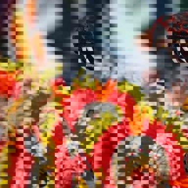 G.R.E.S. Tom Maior photo 18