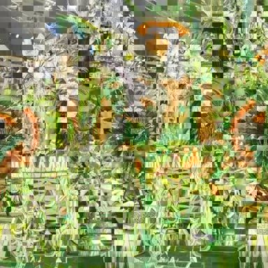 G.R.E.S. Acadêmicos de Santa Cruz photo 18