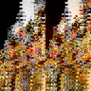 G.R.E.S. Acadêmicos de Santa Cruz photo 11