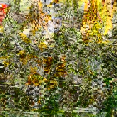 G.R.E.S. Imperatriz Leopoldinense (RJ) photo 20