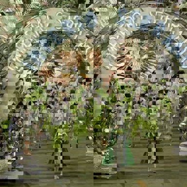 G.R.E.S. Império Serrano (RJ) photo 11