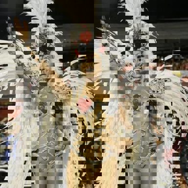 G.R.E.S. Gaviões Da Fiel (SP) photo 10