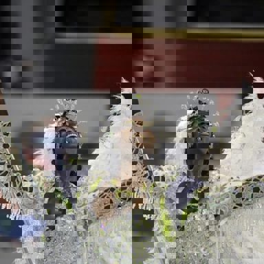 GRES União de Jacarepaguá photo 11