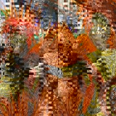 GRES União de Jacarepaguá