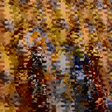 Jaco El Cland photo 9