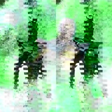 Kamen Rider photo 11