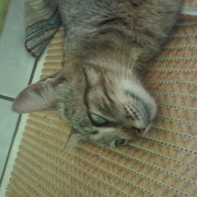 Mithisy Tiby