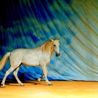 O Sonho do Cowboy photo 22