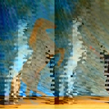 O Sonho do Cowboy photo 20