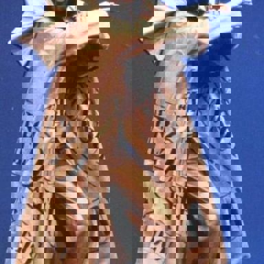 Raul Seixas photo 18