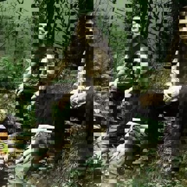 Samsara Blues Experiment