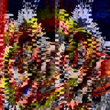 Samba-Enredo photo 18