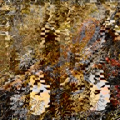 Sarah McLachlan photo 19