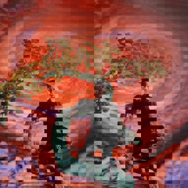 The Untamed Boys (T.U.B.S)