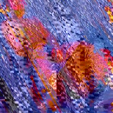 Ungambikkula photo 19