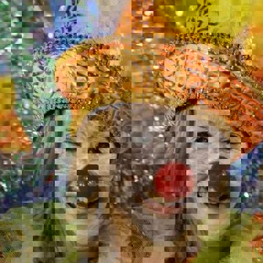 União do Parque Curicica