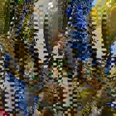 Unidos do Jacarezinho