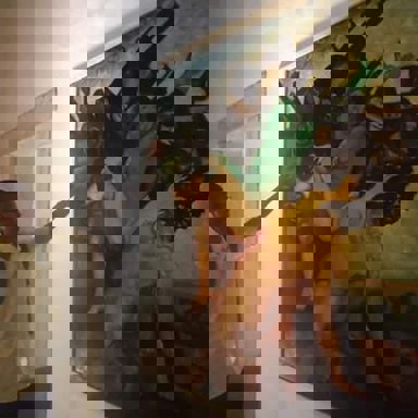 Valter Bitencourt Júnior