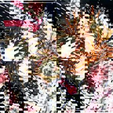 Vampire Knight photo 19